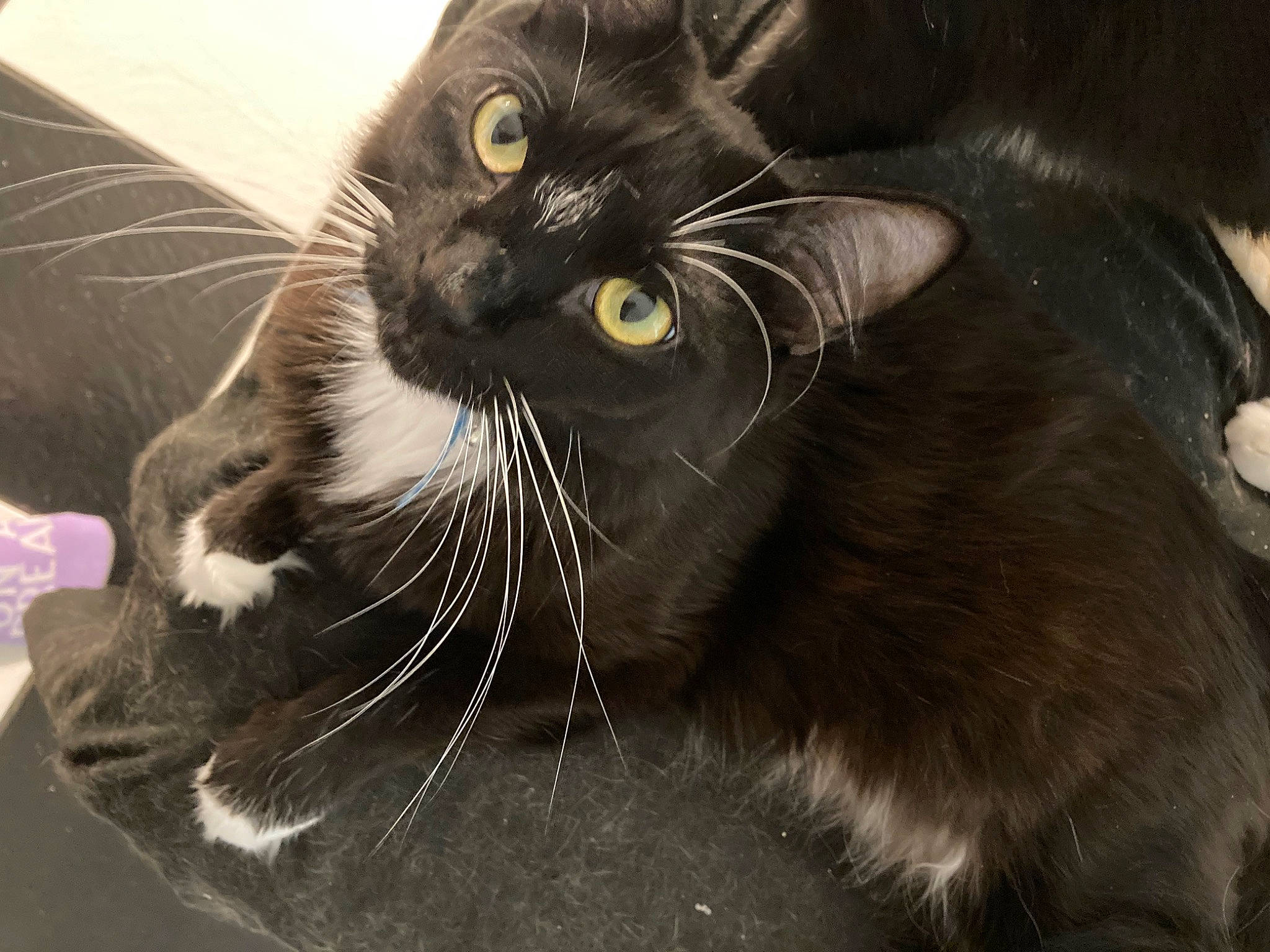 Boots is registered to the contest to win money with this photo: black_cat, carnivore, cat, claw, comfort, domestic_short_haired_cat, ear, felidae, foot, fur, paw, small_to_medium_sized_cats, snout, tail, terrestrial_animal, whiskers