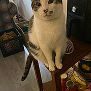 Charle Gal is registered to the contest to win money with this photo: cat, indoor, table, lamp, furniture, household_items, curious, pet, domestic_animal, wooden_table, floor, sitting, feline, cozy, home, light, domestic, animal, looking, curious_expression
