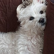 Nokky participe au concours pour gagner de l'argent avec cette photo : dog, white_dog, fluffy, pet, couch, brown_couch, quilted, indoor, relaxed, cute, ear_flop, curious, small_dog, fur, paw, animal, companion, cozy, home, resting