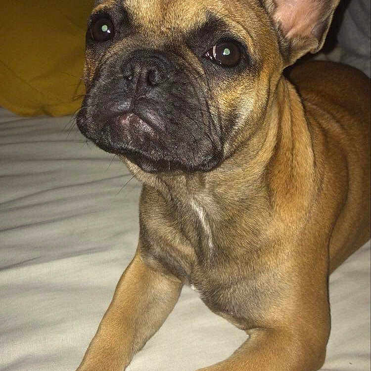 Sophie