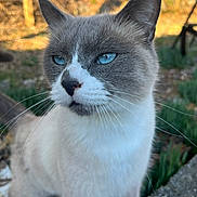 Loki Bear is registered to the contest to win money with this photo: abyssinian, angora, animal, cat, kitten, manx, pet, siamese