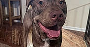 Moose joined the competition — help win amazing prizes! dog, pet, indoor, carpet, happy, tongue_out, smiling, brown_dog, canine, floor, kitchen, cabinet, wall, door, light, furniture, household, animal, friendly, portrait