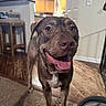 dog, pet, indoor, carpet, happy, tongue_out, smiling, brown_dog, canine, floor, kitchen, cabinet, wall, door, light, furniture, household, animal, friendly, portrait