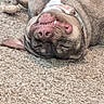 dog, canine, pet, lying_down, upside_down, carpet, indoor, collar, sleeping, relaxed, funny_expression, fur, nose, mouth, teeth, ears, closeup, animal, domestic_animal, cute