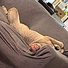 dog, couch, indoor, relaxed, nap, brown_fur, pet, furniture, textured_fabric, sleeping, tongue_out, household_items, cozy, canine, domestic_animal, resting, tongue, living_room, curtains, box