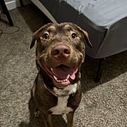 Moose is registered to the contest to win money with this photo: dog, brown_dog, happy, smiling, tongue_out, indoor, carpet, bed, gray_sheets, pet, canine, sitting, looking_up, fur, collar, household, floor, animal, friendly, cute