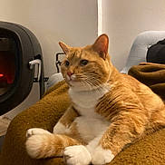 Mandarine a rejoint le concours — aidez-le/la à gagner de superbes lots ! blanket, cat, chair, comfort, cozy, domestic_animal, ears, feline, fluffy, fur, home, indoor, orange_cat, pet, relaxed, sitting, tail, warm_lighting, whiskers, white_paws