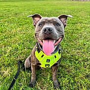 Urus a rejoint le concours — aidez-le/la à gagner de superbes lots ! animal, canine, cute, daylight, dog, ears_up, field, friendly, grass, greenery, happy, harness, leash, nature, outdoor, pet, playful, sitting, smiling, tongue_out
