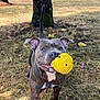 animal, ball, brown_dog, canine, closeup, daylight, dog, ears, excited, grass, happy, mouth, nature, outdoor, park, pet, pet_toy, playful, toy, tree