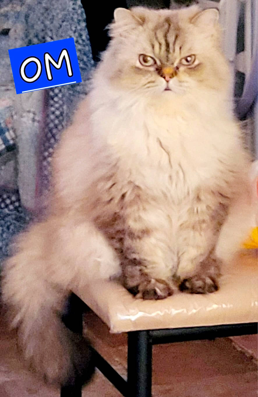Om participe au concours pour gagner de l'argent avec cette photo : animal, blue, cat, chair, cute, domestic, expression, eyes, face, fluffy, fur, furniture, indoor, mammal, paws, pet, sitting, tail, text_overlay, whiskers
