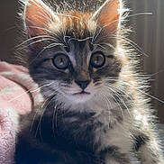 Stitch a rejoint le concours — aidez-le/la à gagner de superbes lots ! kitten, cat, fluffy, whiskers, eyes, sunlight, indoor, blanket, cute, pet, feline, fur, young, animal, closeup, portrait, domestic, relaxed, soft, cozy