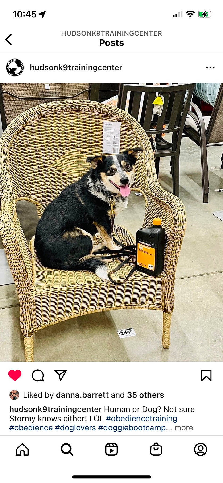 Stormy joined the competition — help win amazing prizes! automotive_design, bumper, canidae, carnivore, chair, comfort, companion_dog, dog, dog_breed, dog_crate, dog_supply, font, pet_supply, rectangle, room, sitting, snout, sporting_group, wicker, working_animal
