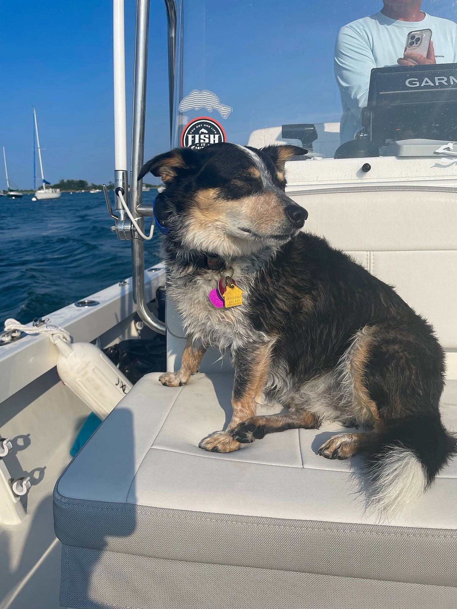 Stormy joined the competition — help win amazing prizes! boat, boats_and_boating_equipment_and_supplies, carnivore, collar, companion_dog, dog, dog_breed, dog_collar, fur, leash, naval_architecture, ship, sky, snout, sporting_group, water, water_transportation, watercraft, working_animal, working_dog