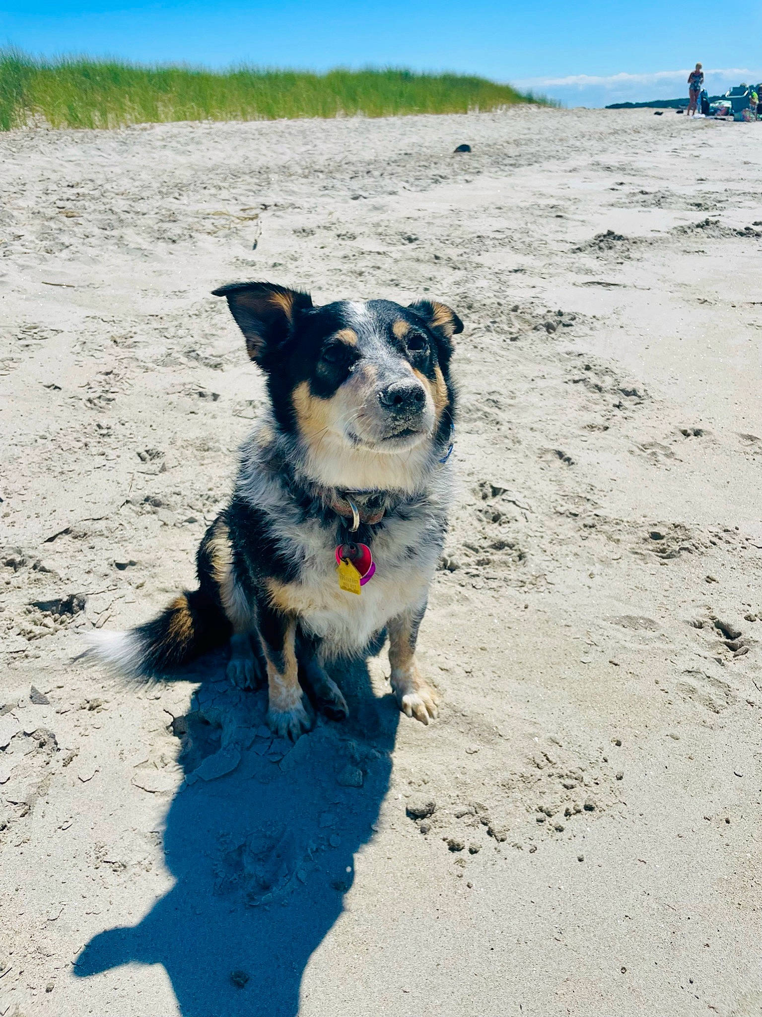 Stormy is registered to the contest to win money with this photo: adventure, canidae, carnivore, coast, companion_dog, dog, dog_breed, herding_dog, horizon, landscape, ocean, plant, rock, sand, shadow, sky, soil, sporting_group, walking, working_dog