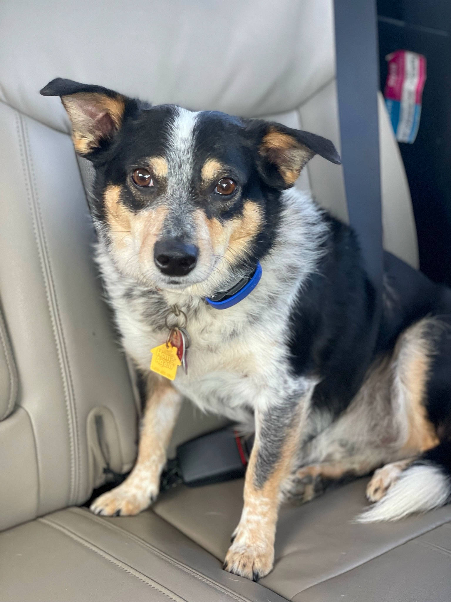 Stormy is registered to the contest to win money with this photo: canidae, carnivore, collar, companion_dog, dog, dog_breed, fur, snout, sporting_group, terrestrial_animal, texas_heeler, whiskers, working_animal, working_dog