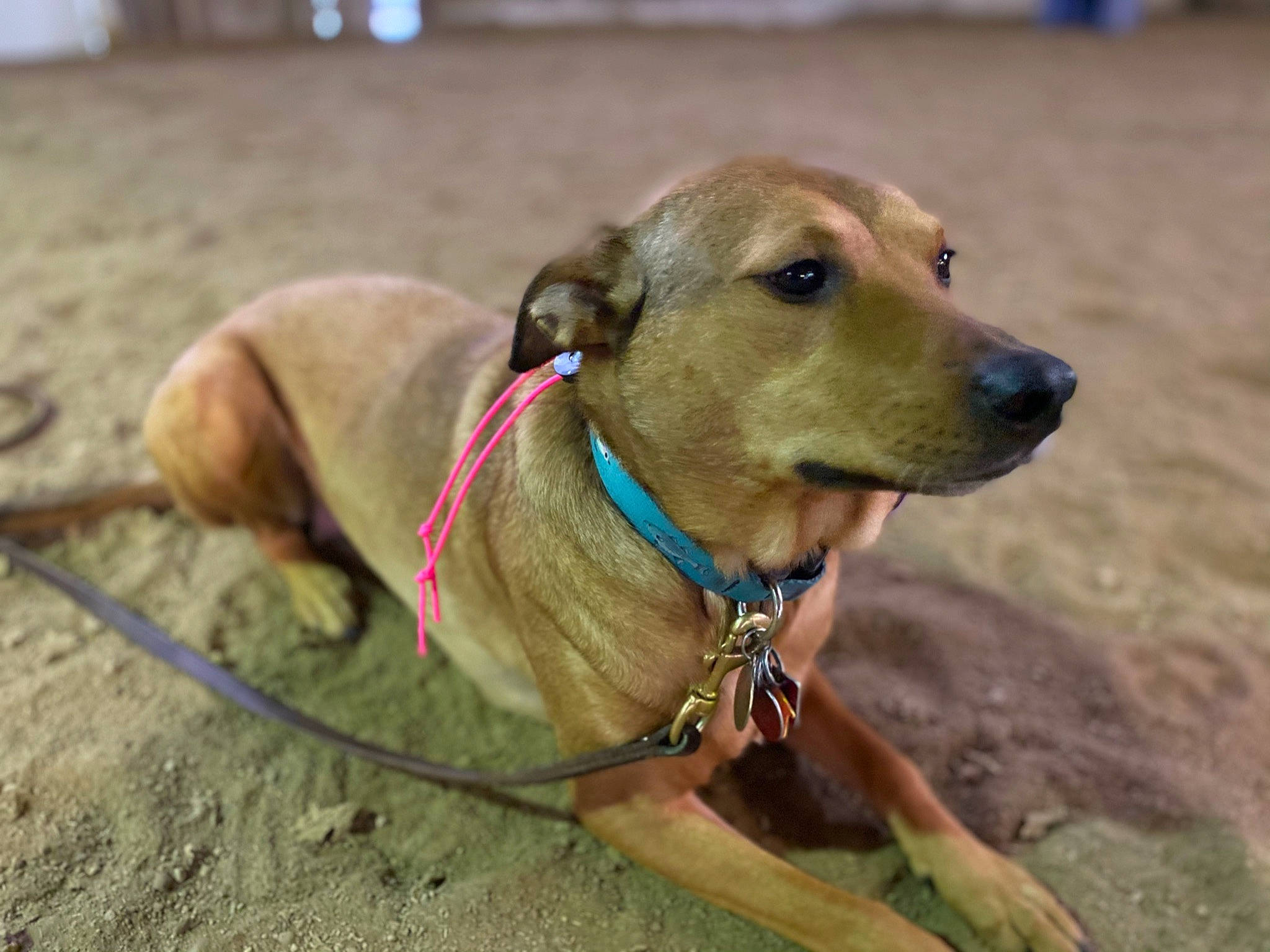 Ivy is registered to the contest to win money with this photo: canidae, carnivore, collar, companion_dog, dog, dog_breed, dog_collar, dog_supply, fashion_accessory, fawn, guard_dog, leash, liver, pet_supply, retriever, snout, sporting_group, whiskers, working_animal, working_dog