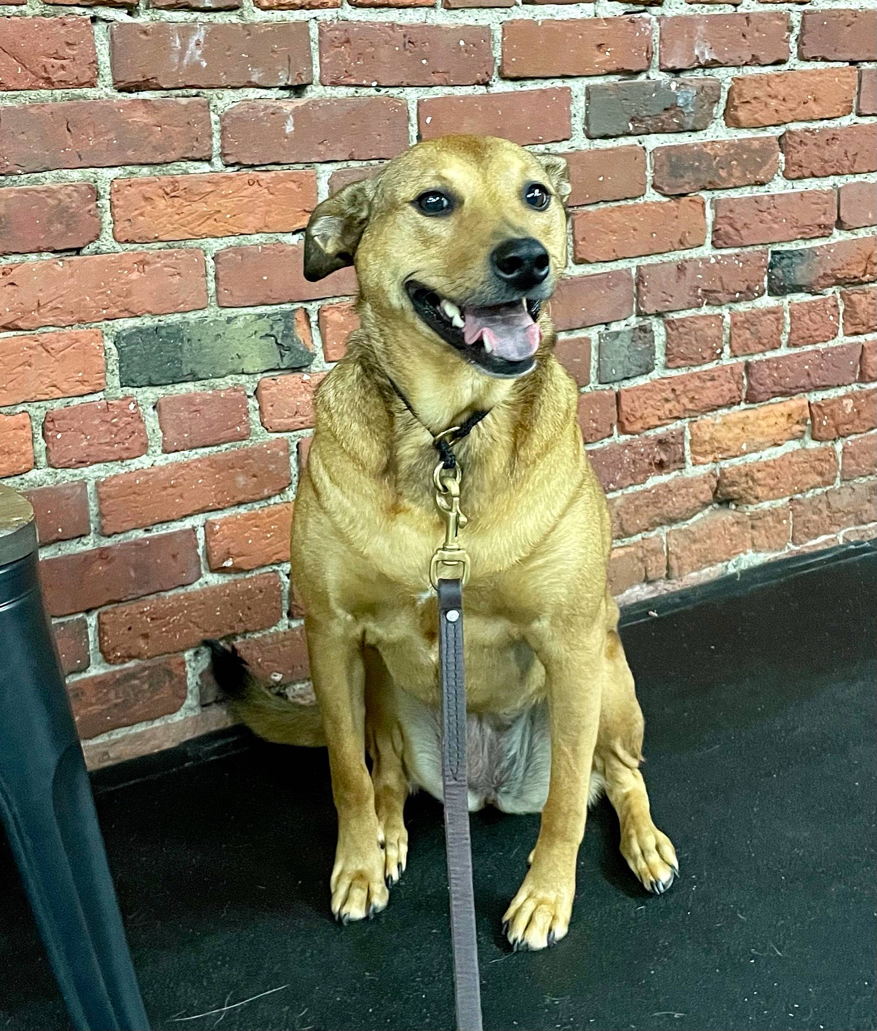 Ivy joined the competition — help win amazing prizes! brick, brickwork, canidae, carnivore, collar, companion_dog, dog, dog_breed, dog_collar, dog_supply, fawn, leash, mortar, pet_supply, snout, sporting_group, street_dog, tail, whiskers, working_animal