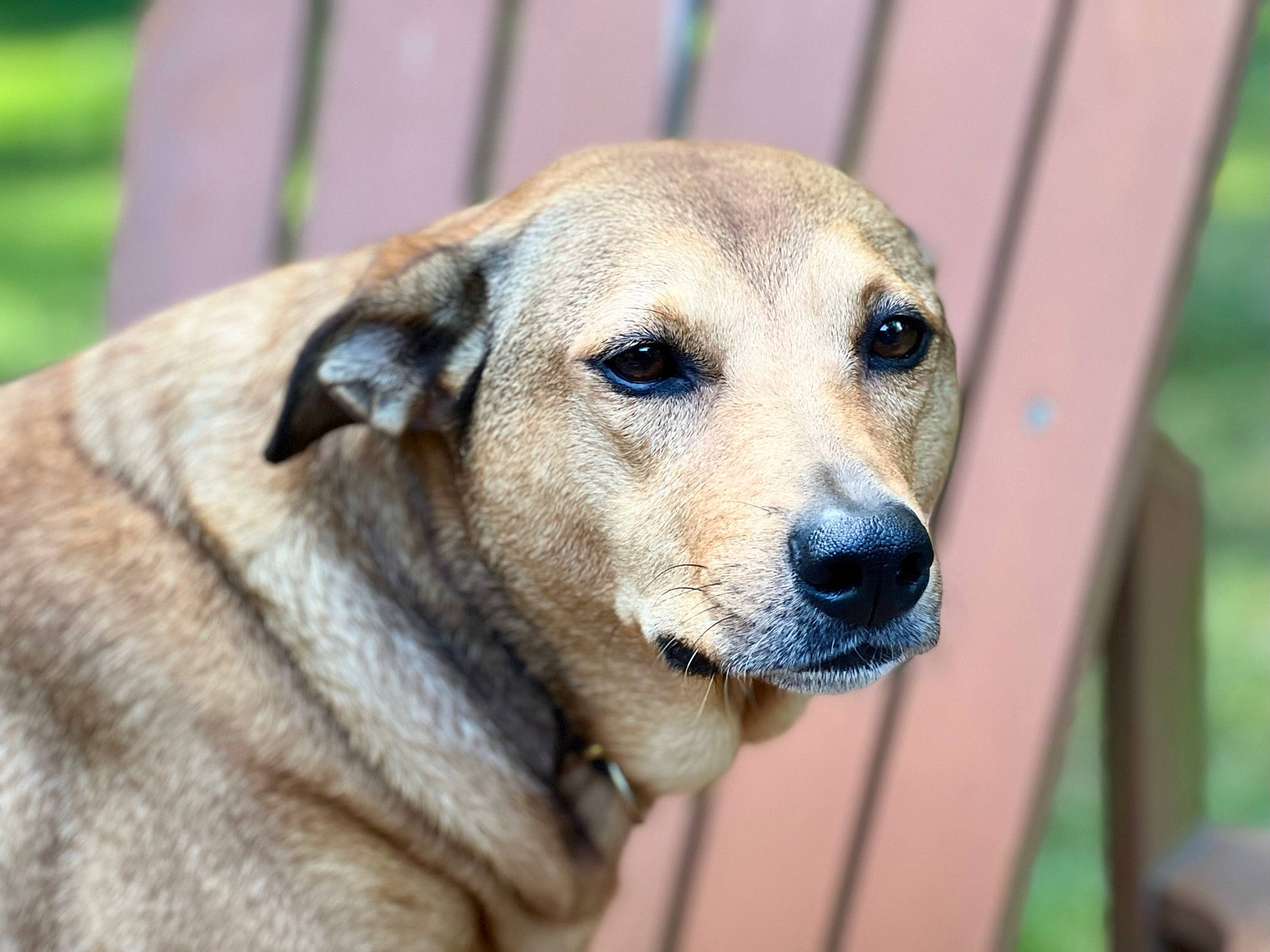 Ivy joined the competition — help win amazing prizes! ancient_dog_breeds, animal_shelter, canidae, carnivore, companion_dog, dog, dog_breed, fawn, fur, sporting_group, street_dog, terrestrial_animal, whiskers, wildlife