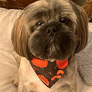Jackson joined the competition — help win amazing prizes! dog, bandana, pumpkin, pet, cute, fluffy, bed, blanket, indoor, closeup, fur, animal, companion, portrait, lookingup, cozy, decor, small_dog, friendly, cute_pet