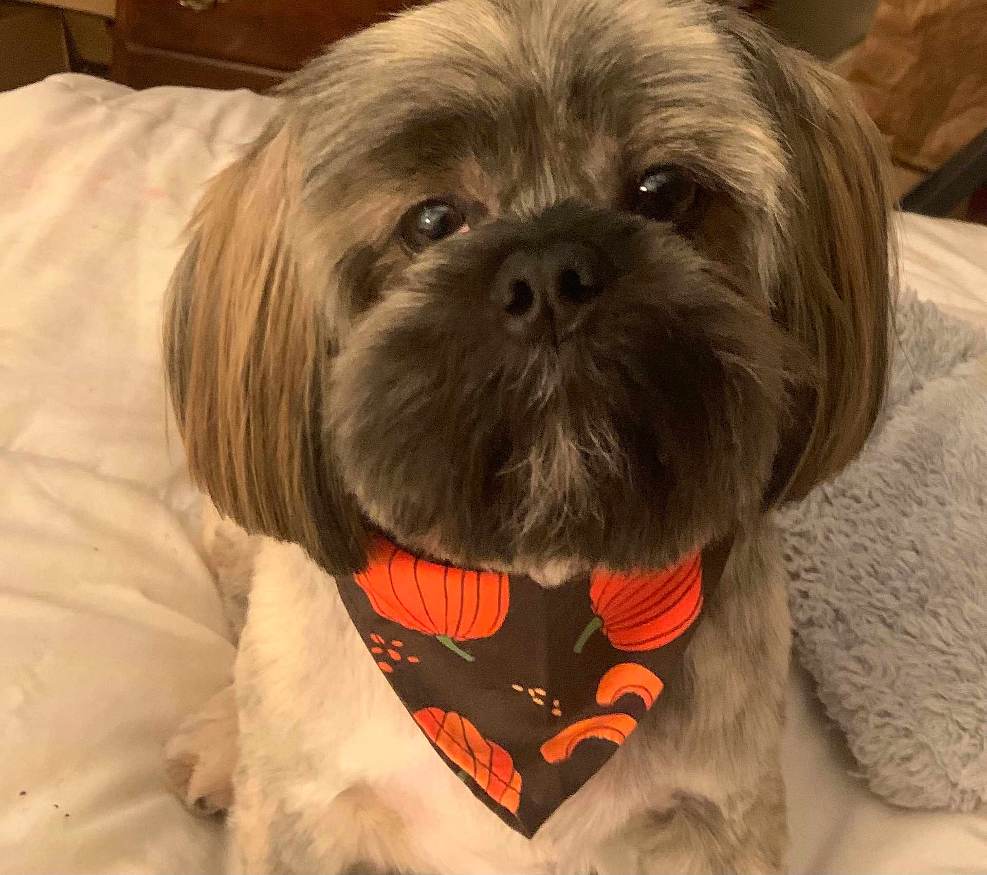 Jackson joined the competition — help win amazing prizes! dog, bandana, pumpkin, pet, cute, fluffy, bed, blanket, indoor, closeup, fur, animal, companion, portrait, lookingup, cozy, decor, small_dog, friendly, cute_pet