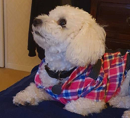 Pégase participe au concours pour gagner de l'argent avec cette photo : canidae, carnivore, companion_dog, dog, dog_breed, dog_clothes, dog_supply, fur, pet_supply, plaid, poodle, small_terrier, snout, sporting_group, tartan, terrier, toy, toy_dog, water_dog, working_animal