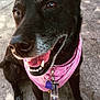 animal, black_dog, canine, closeup, collar, concrete, dog, fur, happy, leash, outdoor, paw, pet, pink_bandana, shadow, sitting, smiling, sunlight, teeth, tongue