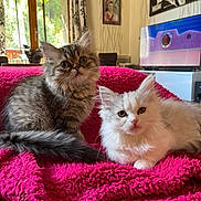 Sirius a rejoint le concours — aidez-le/la à gagner de superbes lots ! kitten, cat, pets, fluffy, tabby, white_cat, indoor, blanket, pink, living_room, television, window, curtains, furniture, cozy, cute, animal, domestic, relaxing, soft