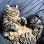 Sirius participe au concours pour gagner de l'argent avec cette photo : cat, tabby, fluffy, sleeping, curled_up, fur, pet, animal, whiskers, tail, relaxed, indoor, cozy, bed, resting, cute, mammal, feline, paws, soft