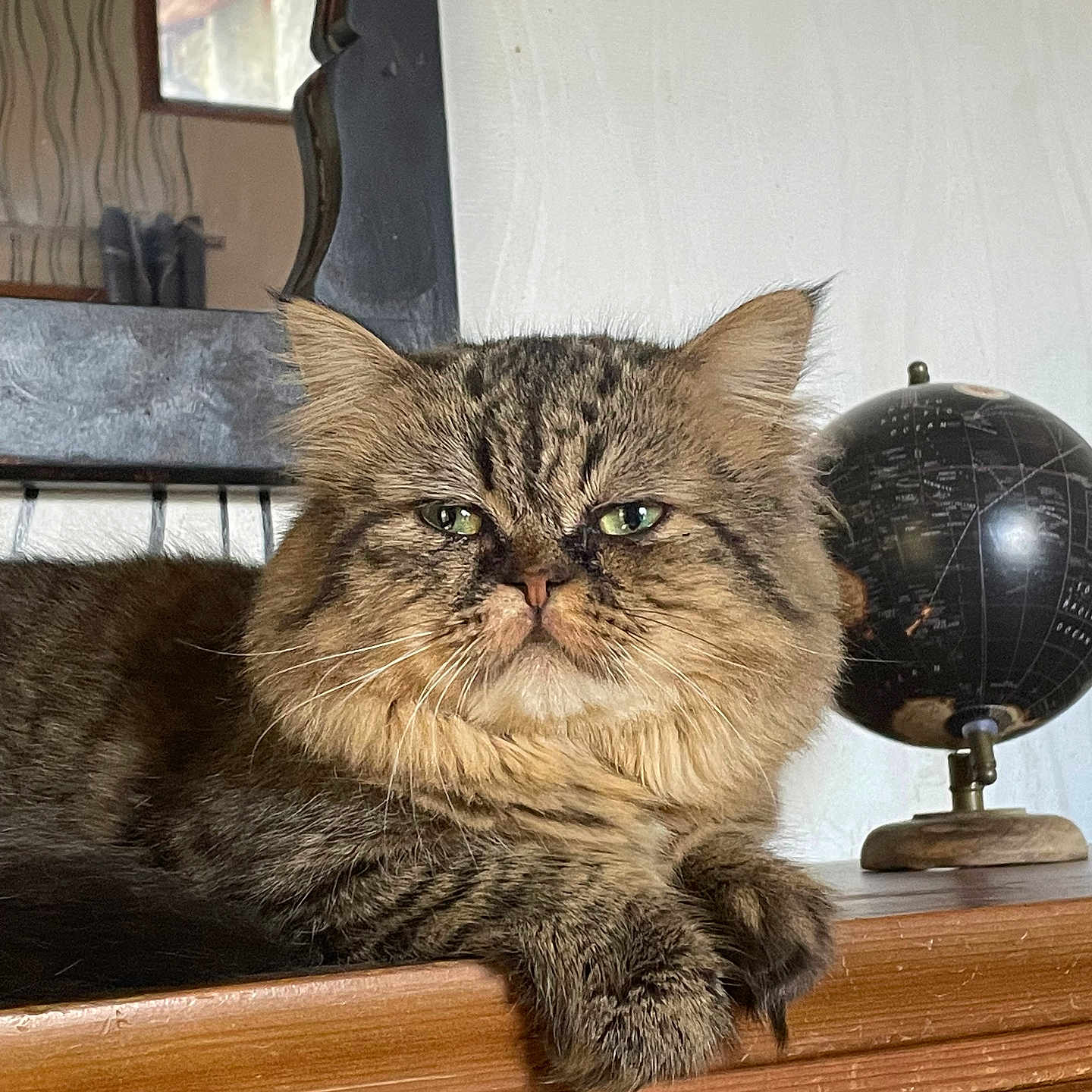 Sirius a rejoint le concours — aidez-le/la à gagner de superbes lots ! animal, brown, cat, closeup, feline, fluffy, fur, furniture, globe, green_eyes, home_decor, indoor, mirror, pet, portrait, relaxed, resting, tabby, whiskers, wooden_dresser