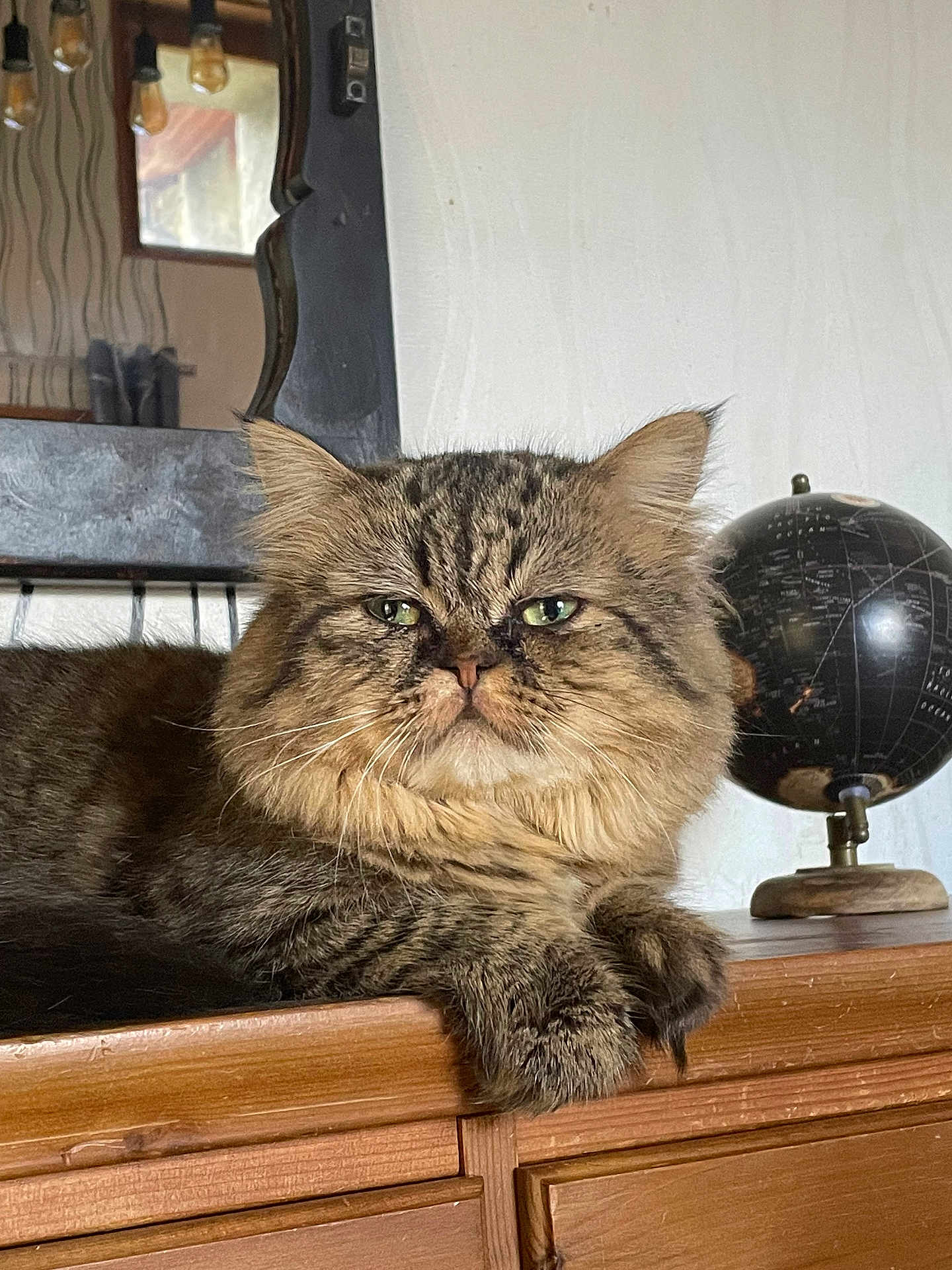 Sirius a rejoint le concours — aidez-le/la à gagner de superbes lots ! cat, tabby, fluffy, feline, pet, indoor, wooden_dresser, mirror, globe, closeup, resting, fur, whiskers, green_eyes, home_decor, brown, relaxed, animal, portrait, furniture