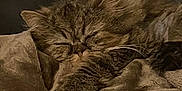 Sirius a rejoint le concours — aidez-le/la à gagner de superbes lots ! cat, sleeping, fluffy, paw, blanket, cozy, indoor, feline, resting, fur, whiskers, cute, pet, relaxation, comfort, closeup, animal, domestic, soft, peaceful