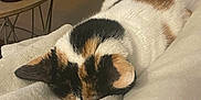 Fjara a rejoint le concours — aidez-le/la à gagner de superbes lots ! animal, blanket, bottle, calico_cat, cat, closeup, comfort, cozy, domestic_animal, fur, furniture, home, indoor, mammal, pet, relaxation, resting, sleeping, soft, table