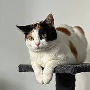 Fjara participe au concours pour gagner de l'argent avec cette photo : cat, calico, pet, animal, feline, green_eyes, whiskers, cat_tree, perch, domestic_cat, fur, cute, relaxed, indoor, portrait, close_up, claws, paws, ears, soft_light