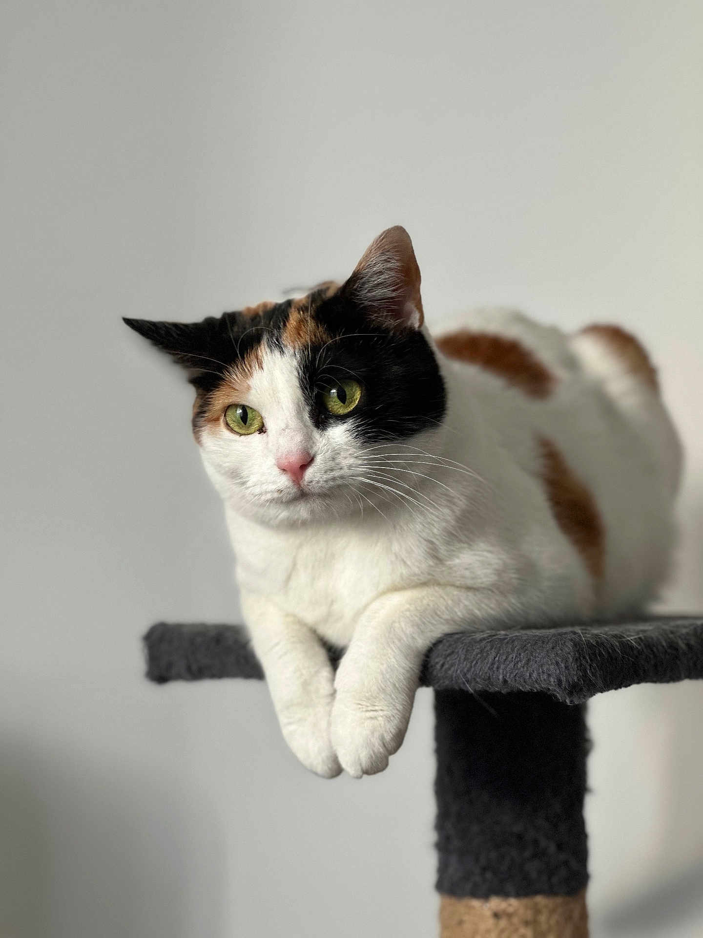 Fjara participe au concours pour gagner de l'argent avec cette photo : cat, calico, pet, animal, feline, green_eyes, whiskers, cat_tree, perch, domestic_cat, fur, cute, relaxed, indoor, portrait, close_up, claws, paws, ears, soft_light