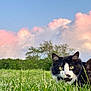 cat, grass, outdoor, animal, pet, black_and_white, fluffy, nature, clouds, sky, green, field, tree, alert, eyes, mammal, cute, fur, whiskers, sunset