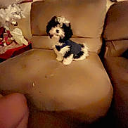 Cooper joined the competition — help win amazing prizes! animal, black_and_white, blurred, brown_couch, christmas_tree, couch, cozy, cute, decorations, dog, furniture, home, indoor, living_room, looking, pet, puppy, sitting, small_dog, wearing_clothes