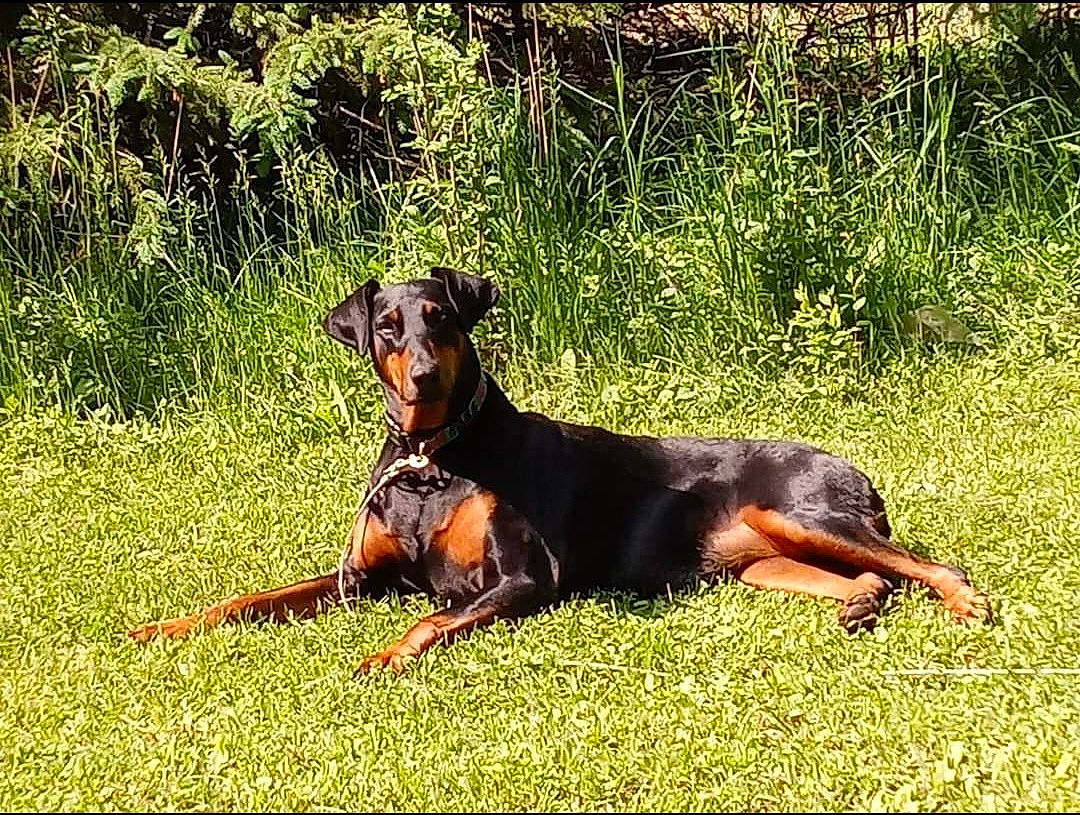 Pepper joined the competition — help win amazing prizes! canidae, carnivore, companion_dog, dog, dog_breed, grass, guard_dog, hound, hunting_dog, pinscher, plant, snout, sporting_group, terrestrial_animal, working_animal, working_dog