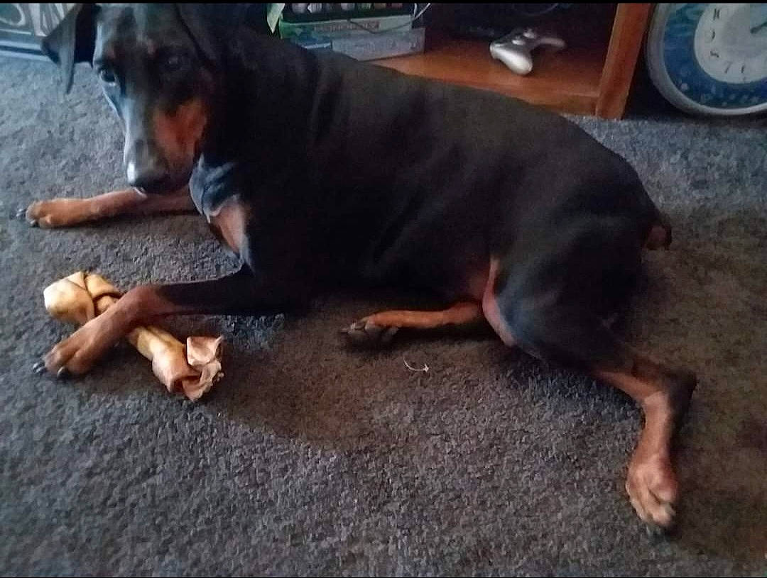 Pepper is registered to the contest to win money with this photo: canidae, carnivore, companion_dog, dog, dog_breed, flooring, foot, guard_dog, paw, road_surface, sharing, terrestrial_animal, working_animal, working_dog