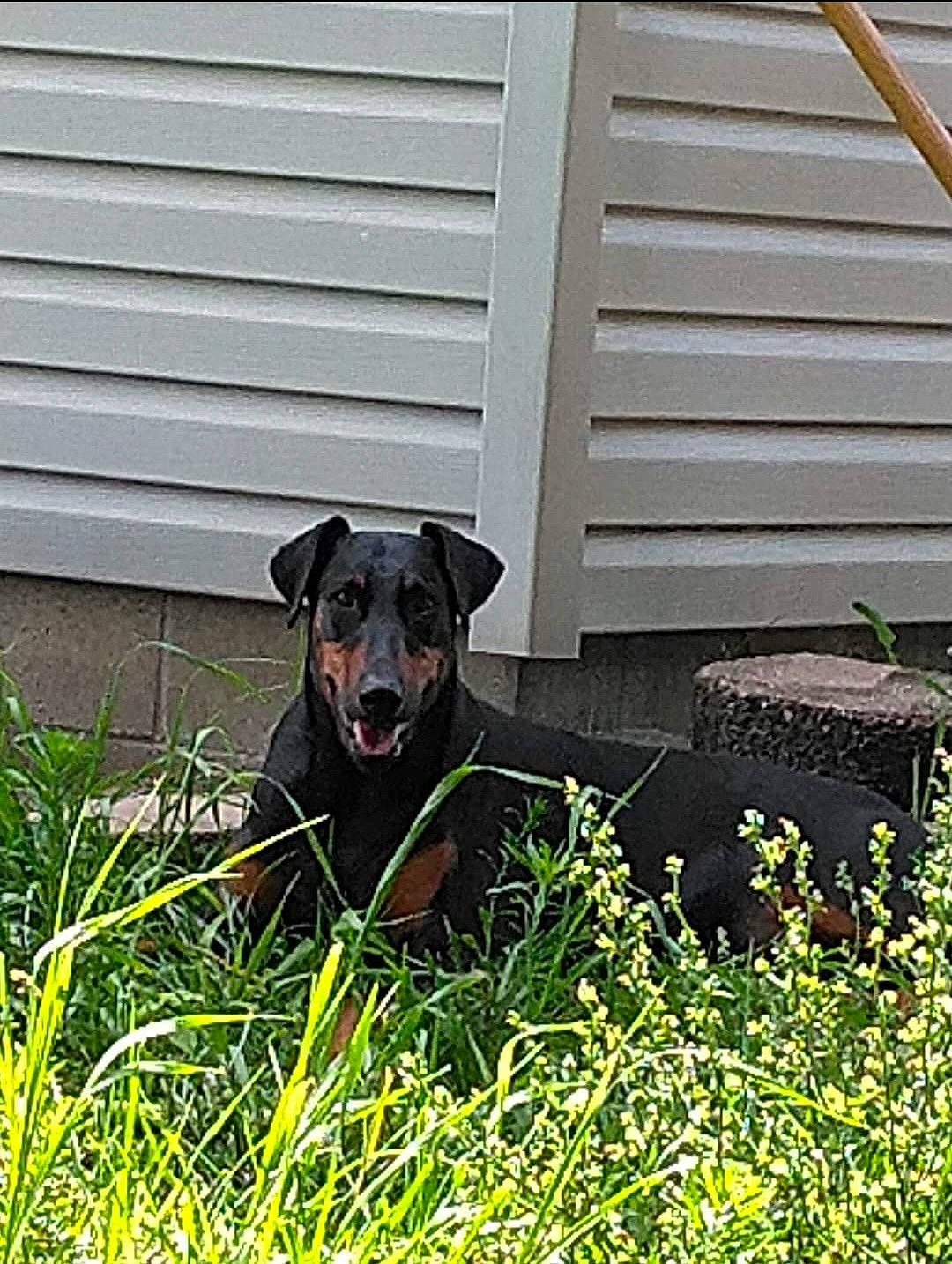 Pepper joined the competition — help win amazing prizes! borador, carnivore, collar, companion_dog, dog, dog_breed, dog_collar, fawn, grass, grassland, groundcover, guard_dog, herbaceous_plant, plant, siding, sporting_group, tail, wood, working_animal, yard