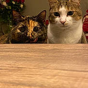 Ulycia Et Minou participe au concours pour gagner de l'argent avec cette photo : animal, cat, closeup, companions, curious, cute, domestic_cat, ears, eyes, face, feline, indoor, pet, tabby_cat, table, tongue, tortoiseshell_cat, two_cats, whiskers, wooden_table