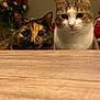 animal, cat, closeup, companions, curious, cute, domestic_cat, ears, eyes, face, feline, indoor, pet, tabby_cat, table, tongue, tortoiseshell_cat, two_cats, whiskers, wooden_table