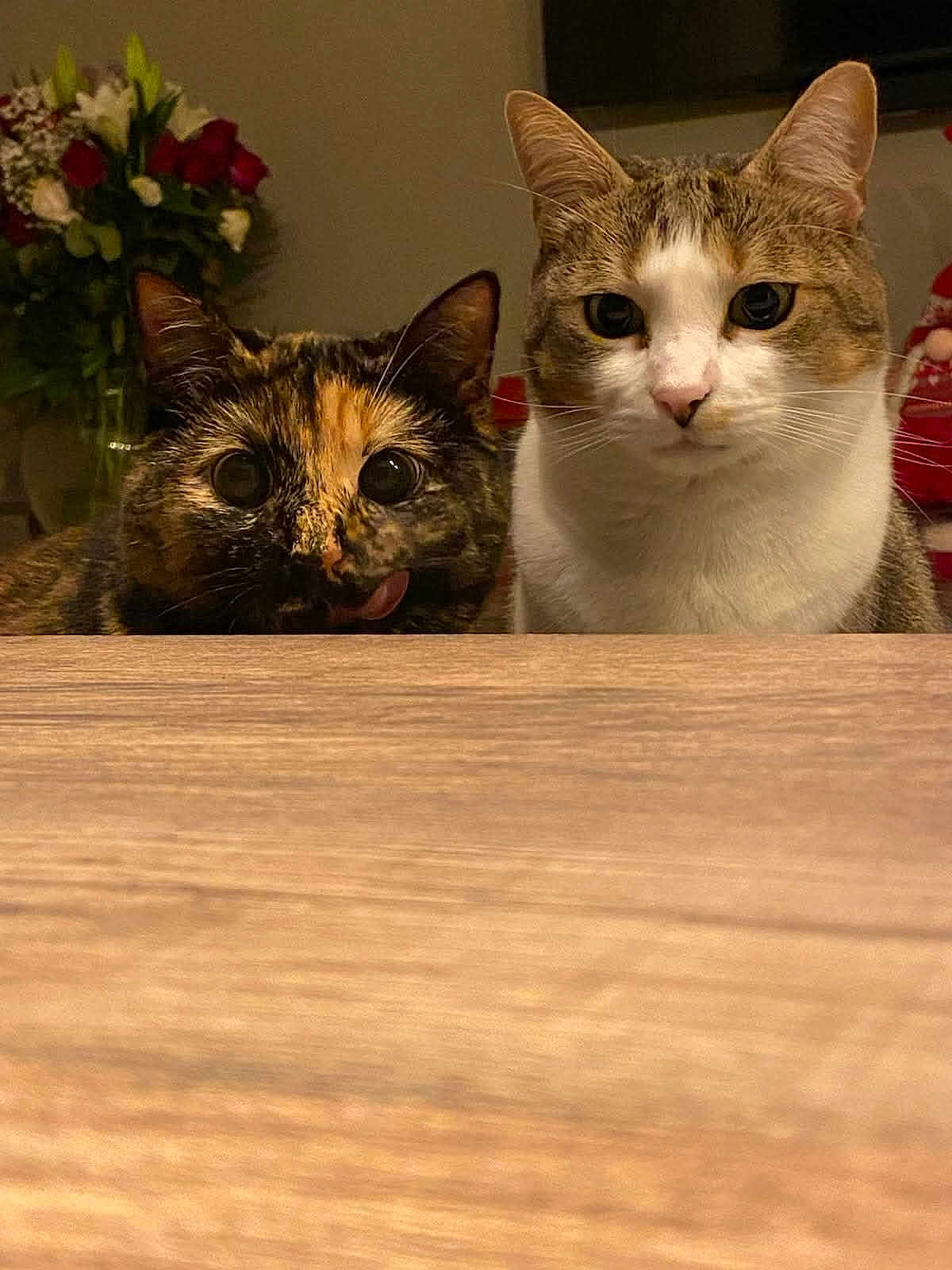 Ulycia Et Minou participe au concours pour gagner de l'argent avec cette photo : animal, cat, closeup, companions, curious, cute, domestic_cat, ears, eyes, face, feline, indoor, pet, tabby_cat, table, tongue, tortoiseshell_cat, two_cats, whiskers, wooden_table