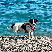 Vasko participe au concours pour gagner de l'argent avec cette photo : alert, animal, beach, blue_water, canine, cute, daytime, dog, harness, nature, ocean, outdoor, pet, red_harness, rocky_beach, small_dog, standing, summer, water, white_and_black_dog