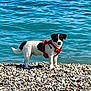 alert, animal, beach, blue_water, canine, cute, daytime, dog, harness, nature, ocean, outdoor, pet, red_harness, rocky_beach, small_dog, standing, summer, water, white_and_black_dog