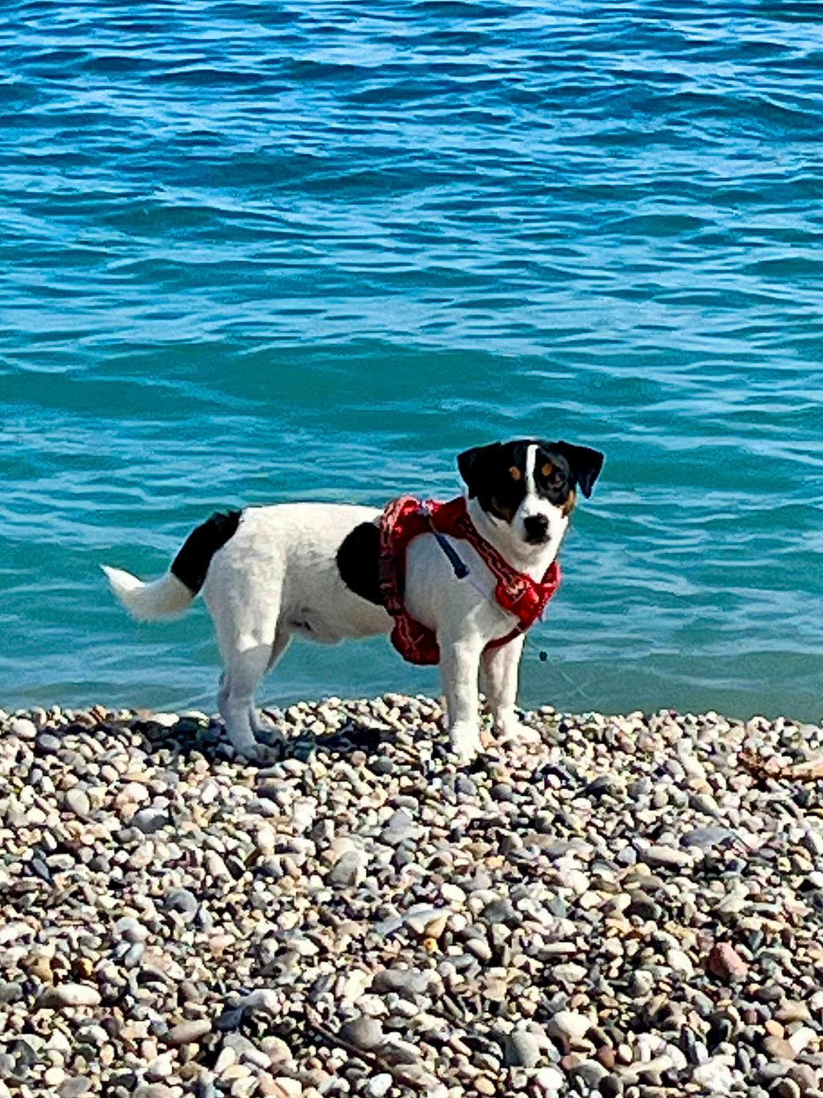 Vasko