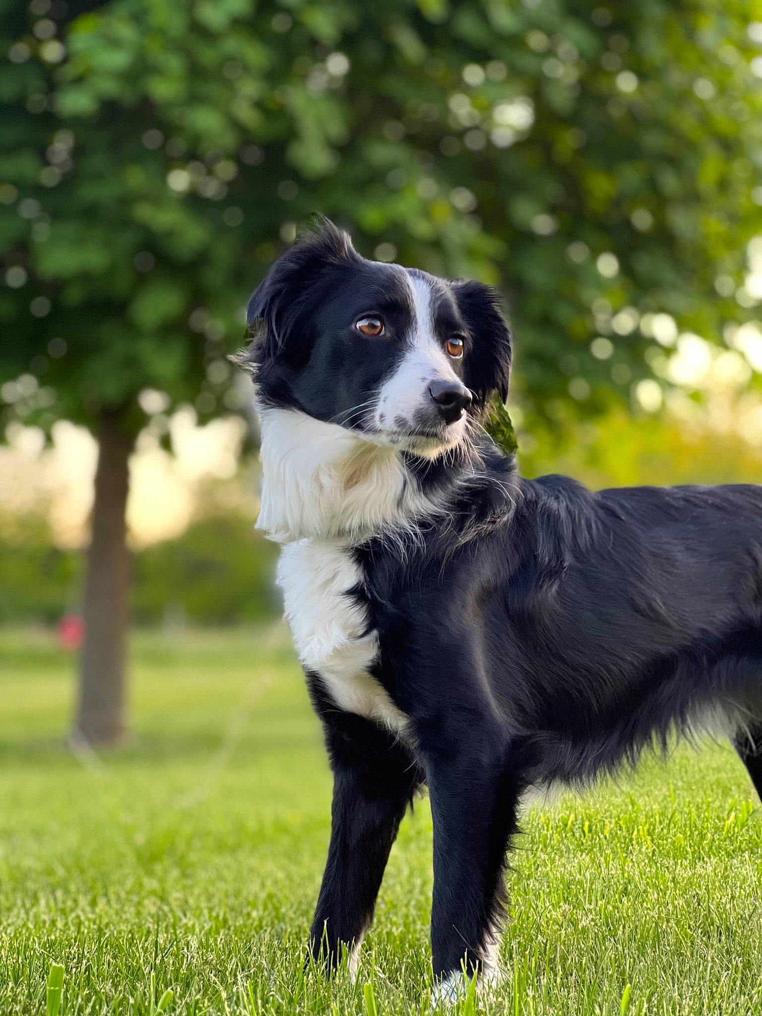 Fletcher joined the competition — help win amazing prizes! australian_collie, borador, border_collie, canidae, carnivore, companion_dog, dog, dog_breed, fur, grass, gun_dog, herding_dog, hunting_dog, landseer, plant, sporting_group, tree, working_dog