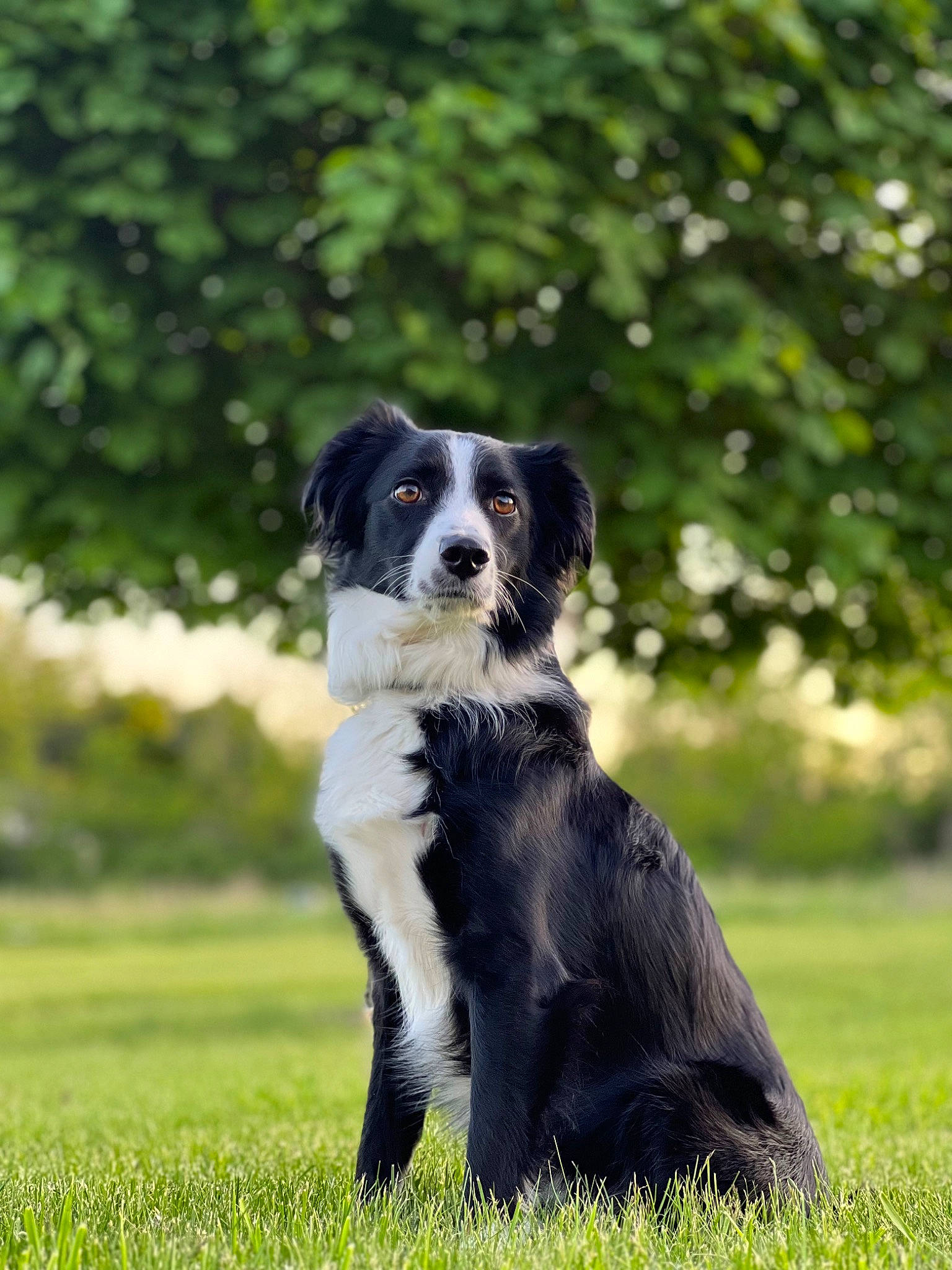 Fletcher joined the competition — help win amazing prizes! borador, border_collie, canidae, carnivore, companion_dog, dog, dog_breed, formal_wear, grass, gun_dog, herding_dog, hunting_dog, plant, snout, sporting_group, tail, terrestrial_animal, tree, working_animal, working_dog