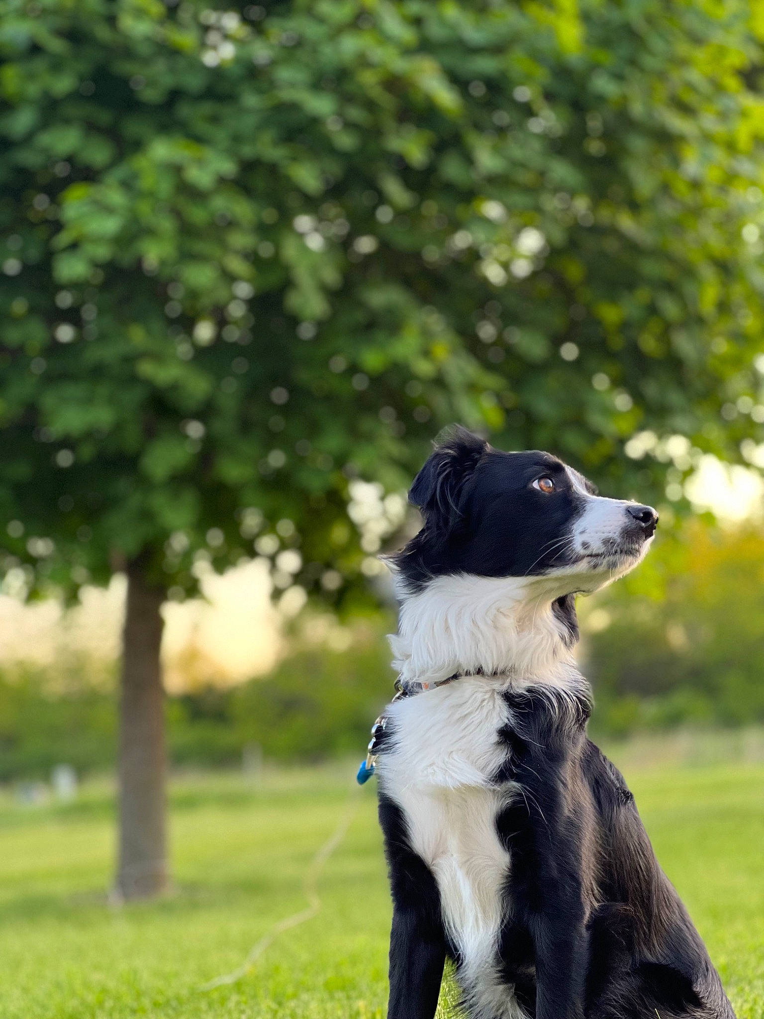 Fletcher joined the competition — help win amazing prizes! border_collie, canidae, carnivore, collar, companion_dog, dog, dog_breed, dog_collar, grass, guard_dog, gun_dog, herding_dog, plant, pointing_breed, sporting_group, tail, tree, whiskers, working_animal, working_dog