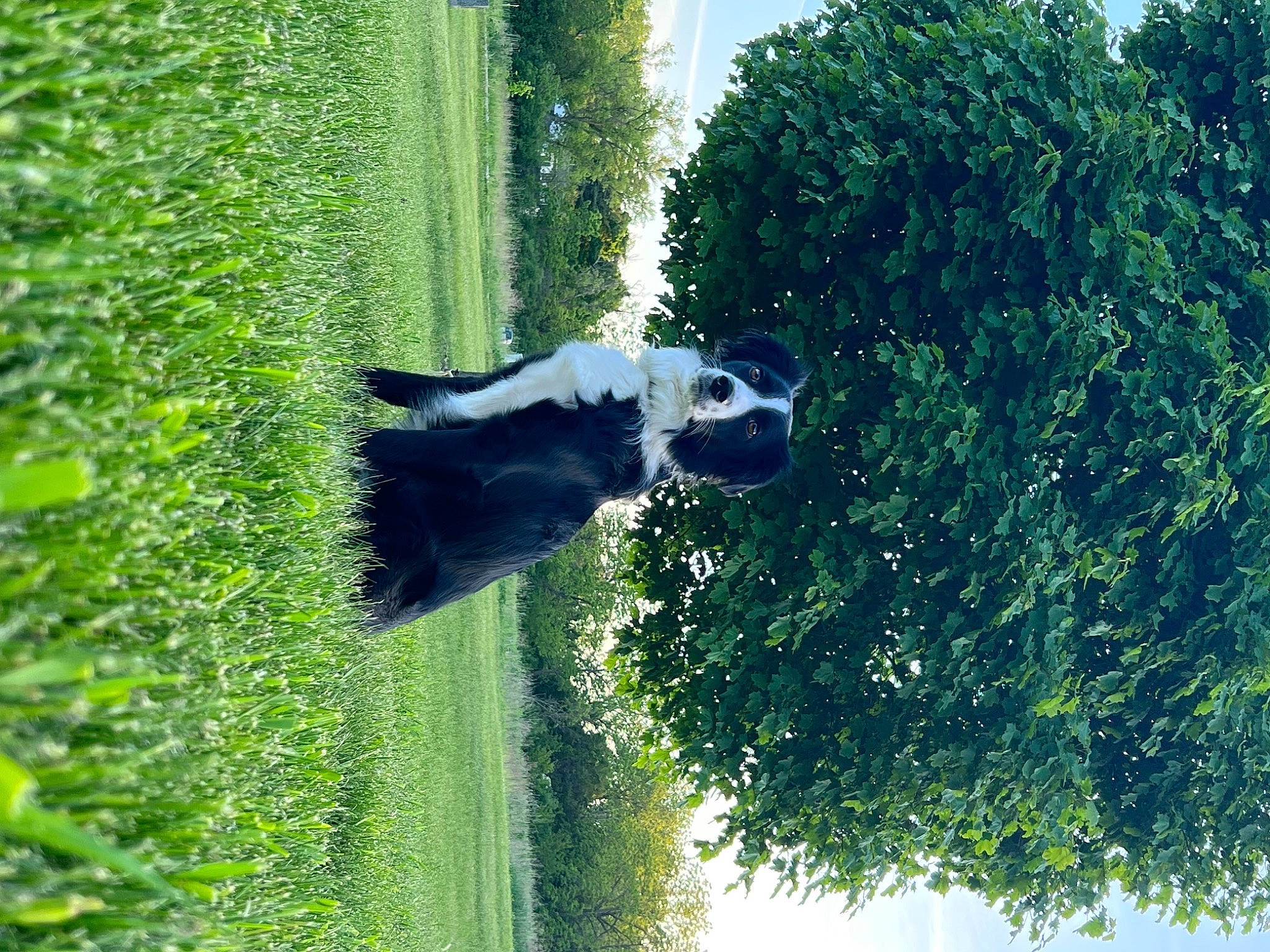 Fletcher joined the competition — help win amazing prizes! biome, canidae, carnivore, dog, dog_breed, grass, grassland, landscape, natural_landscape, pasture, plant, shrub, sky, sporting_group, tail, terrestrial_plant, tree, trunk, water, woody_plant