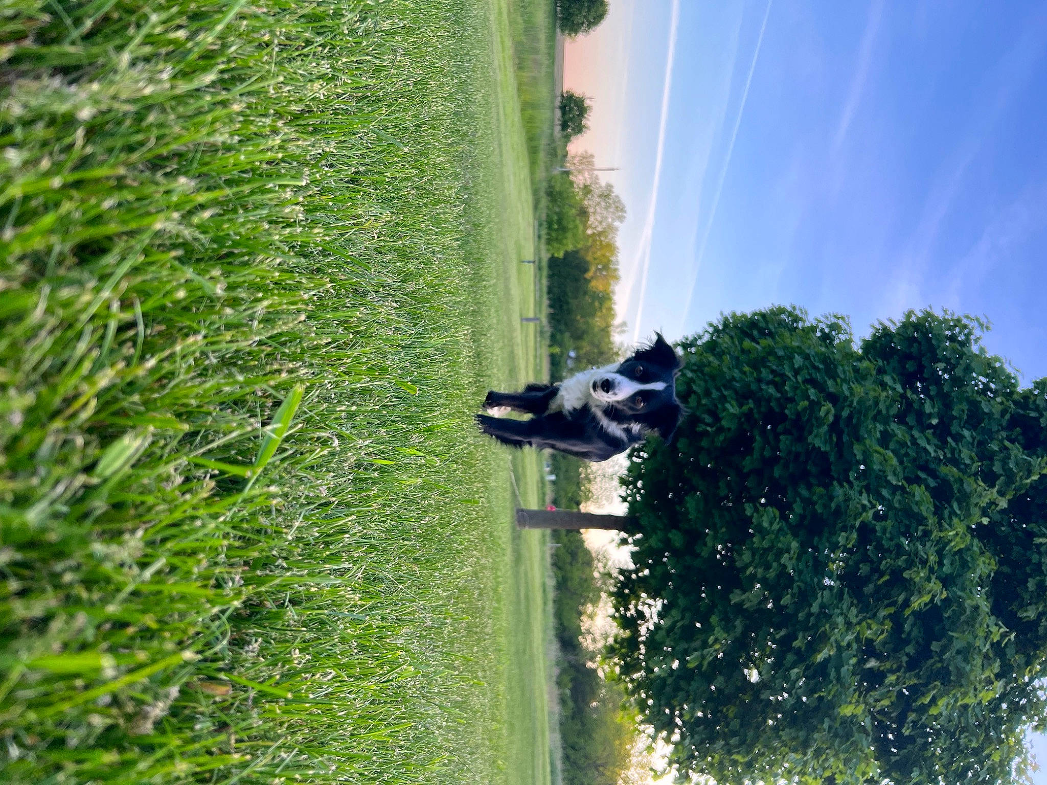 Fletcher joined the competition — help win amazing prizes! biome, carnivore, dog, field, grass, grass_family, grassland, landscape, lawn, plant, shade, shadow, shrub, sky, street_light, terrestrial_plant, tints_and_shades, tree, trunk, vegetation